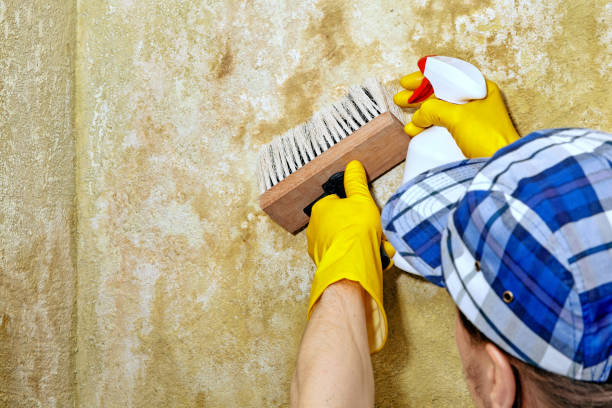 Best Basement Mold Removal  in Lawrence, NY