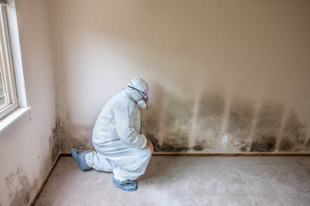 Best Real Estate Mold Inspection  in Lawrence, NY